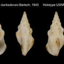 Image of Neodrillia barbadensis Bartsch 1943