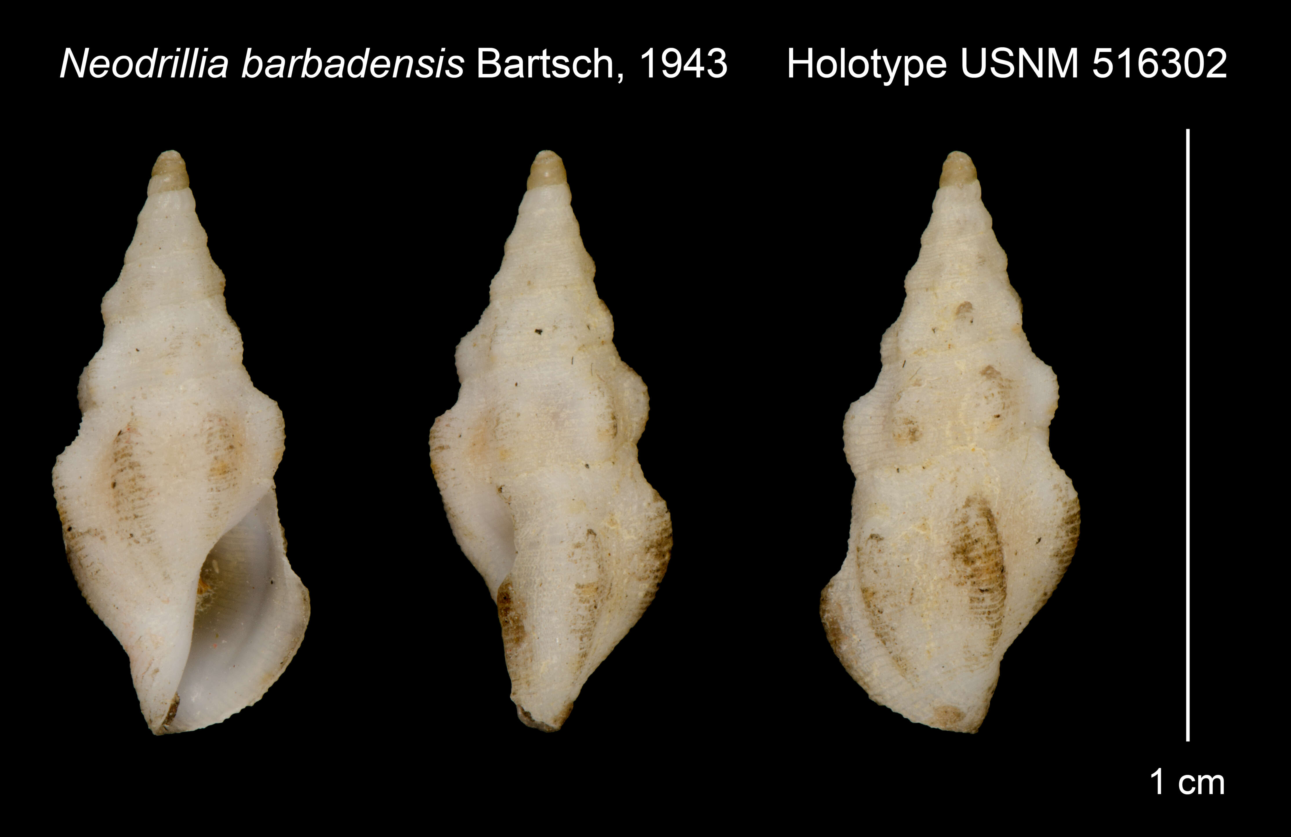 Imagem de Neodrillia barbadensis Bartsch 1943