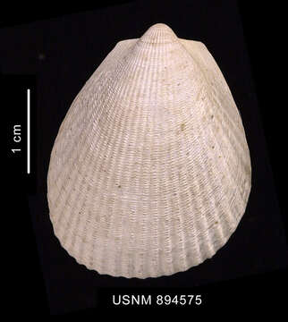 Image of Limatula hodgsoni (E. A. Smith 1907)