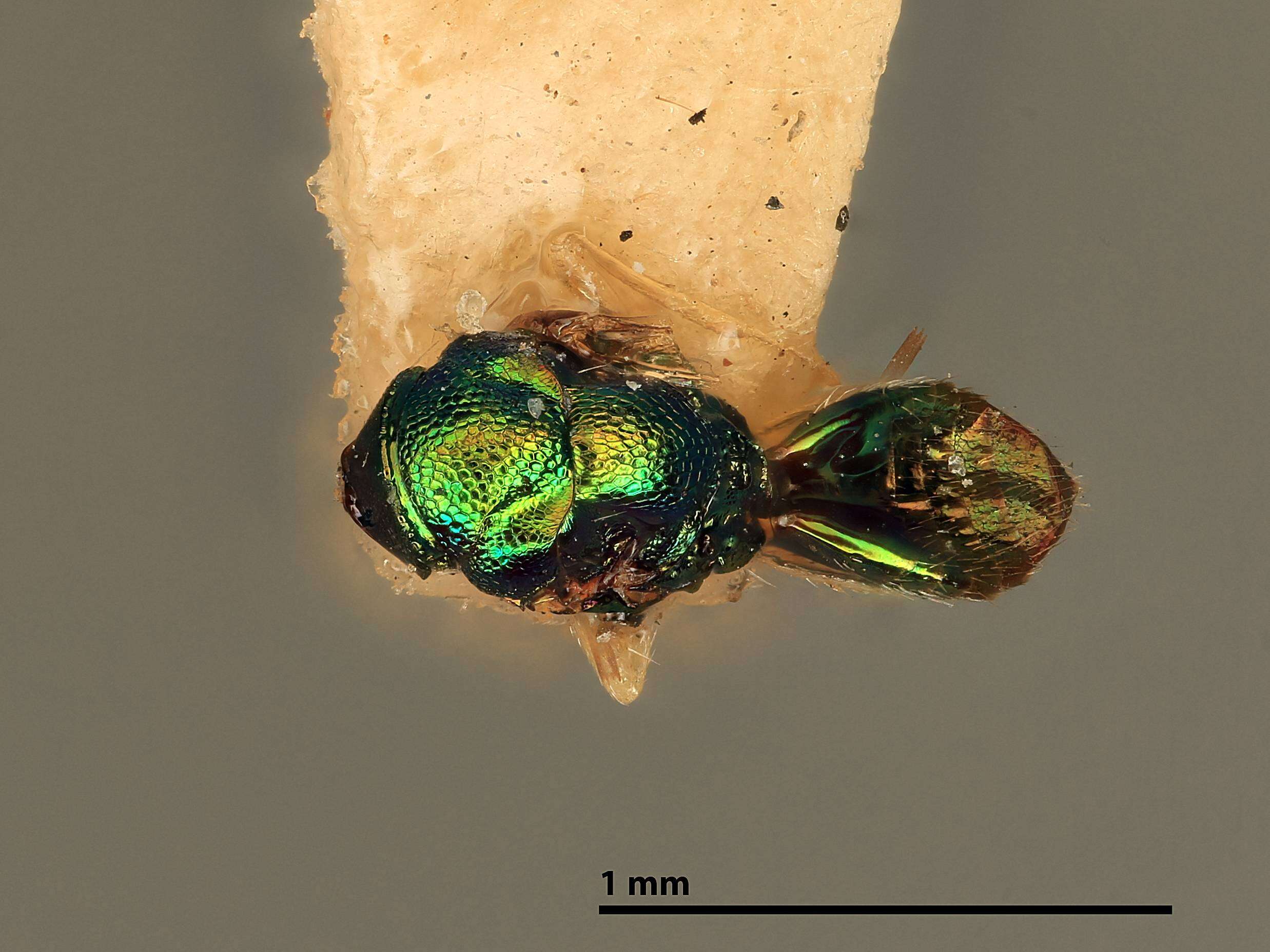 Chrysocharis assis (Walker 1839)的圖片