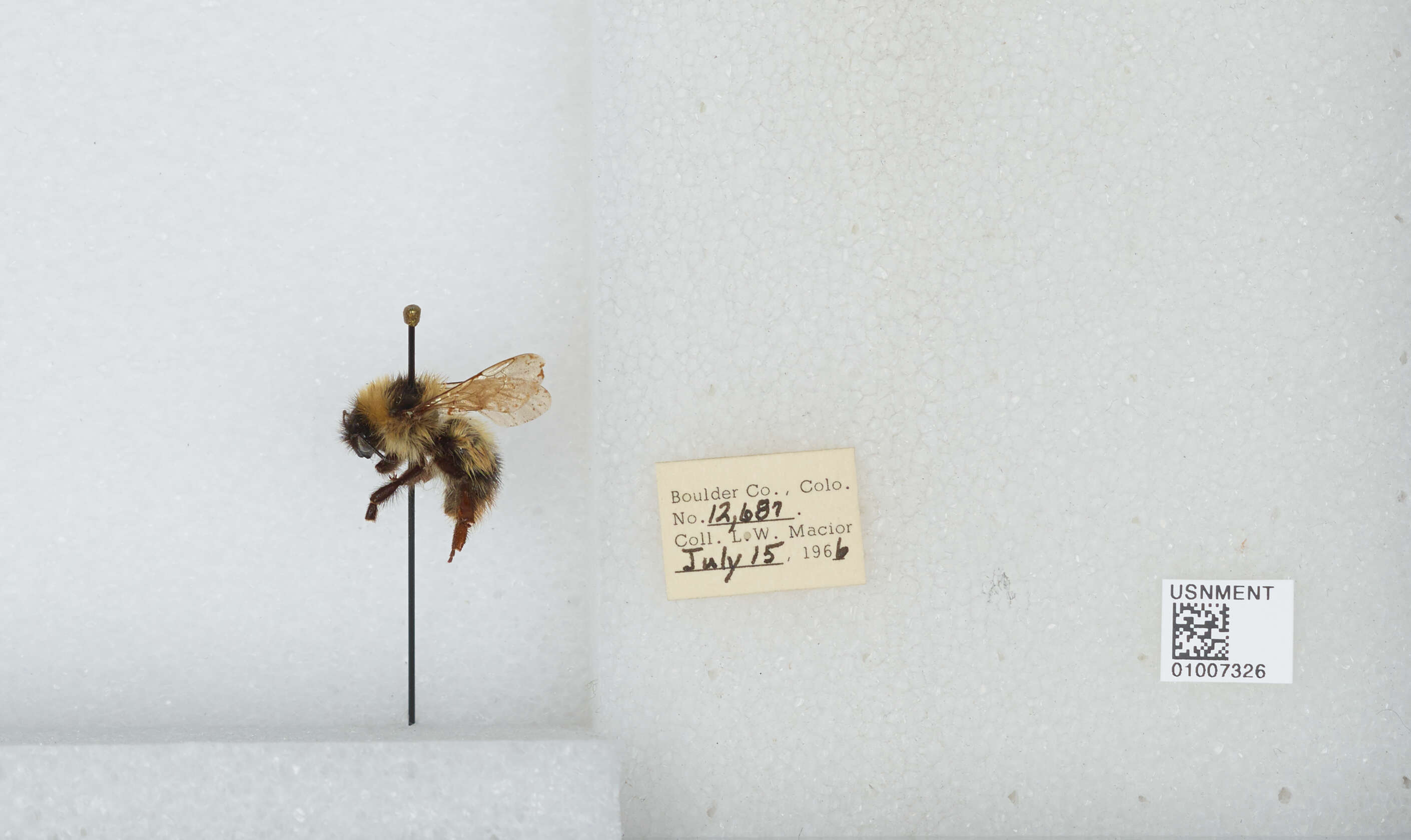 Image de Bombus balteatus Dahlbom 1832