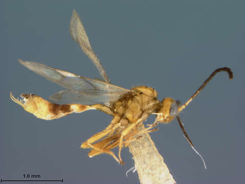 Image of Trioxys struma Gahan