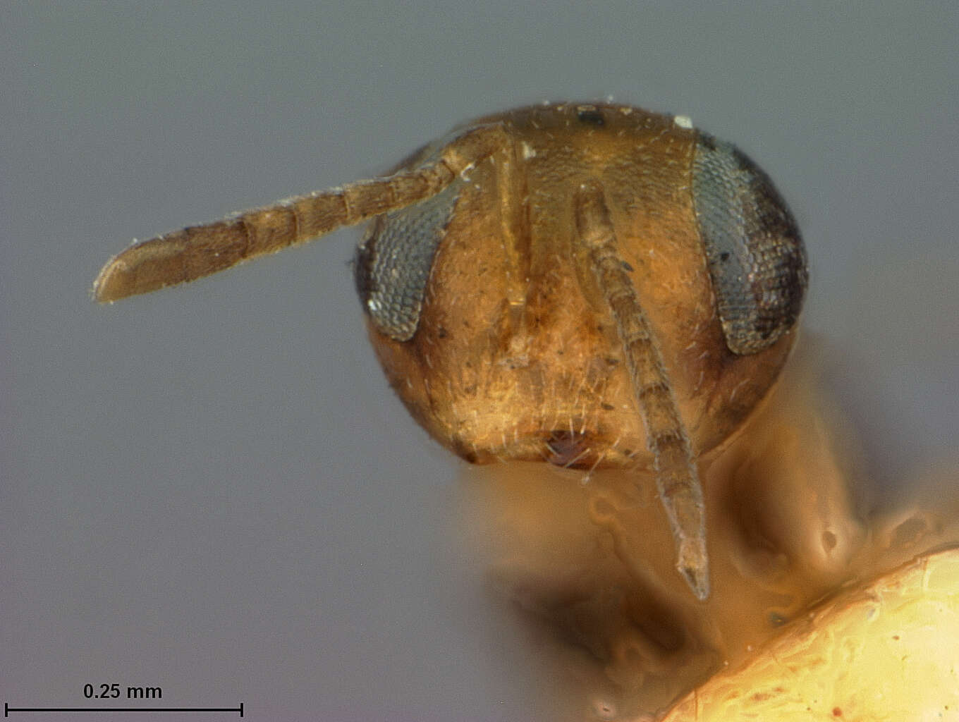 Image of Meromyzobia flavicincta (Ashmead 1888)