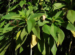 Imagem de Rhytidophyllum caribaeum Urb.