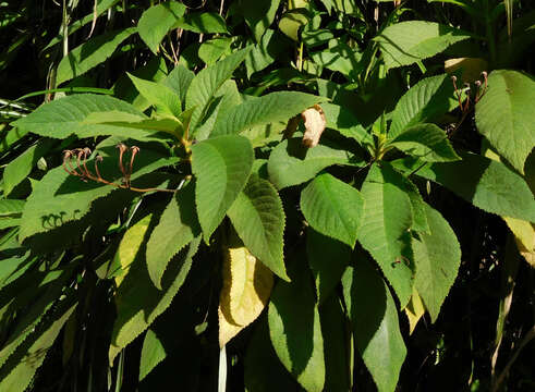 Image of Rhytidophyllum caribaeum Urb.