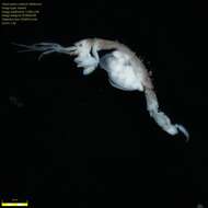 Image of Skeleton shrimp