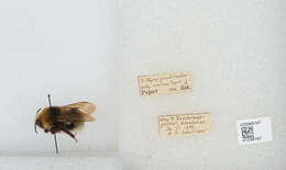 Image of Bombus quadricolor (Lepeletier 1832)