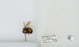 Слика од Bombus affinis Cresson 1864