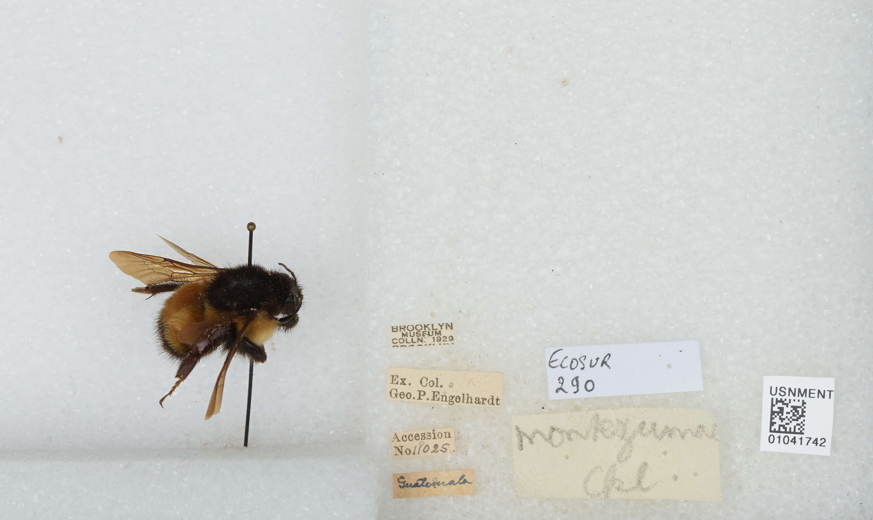 Image of Bombus weisi Friese 1903