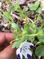 Imagem de Nemophila maculata Benth. ex Lindl.