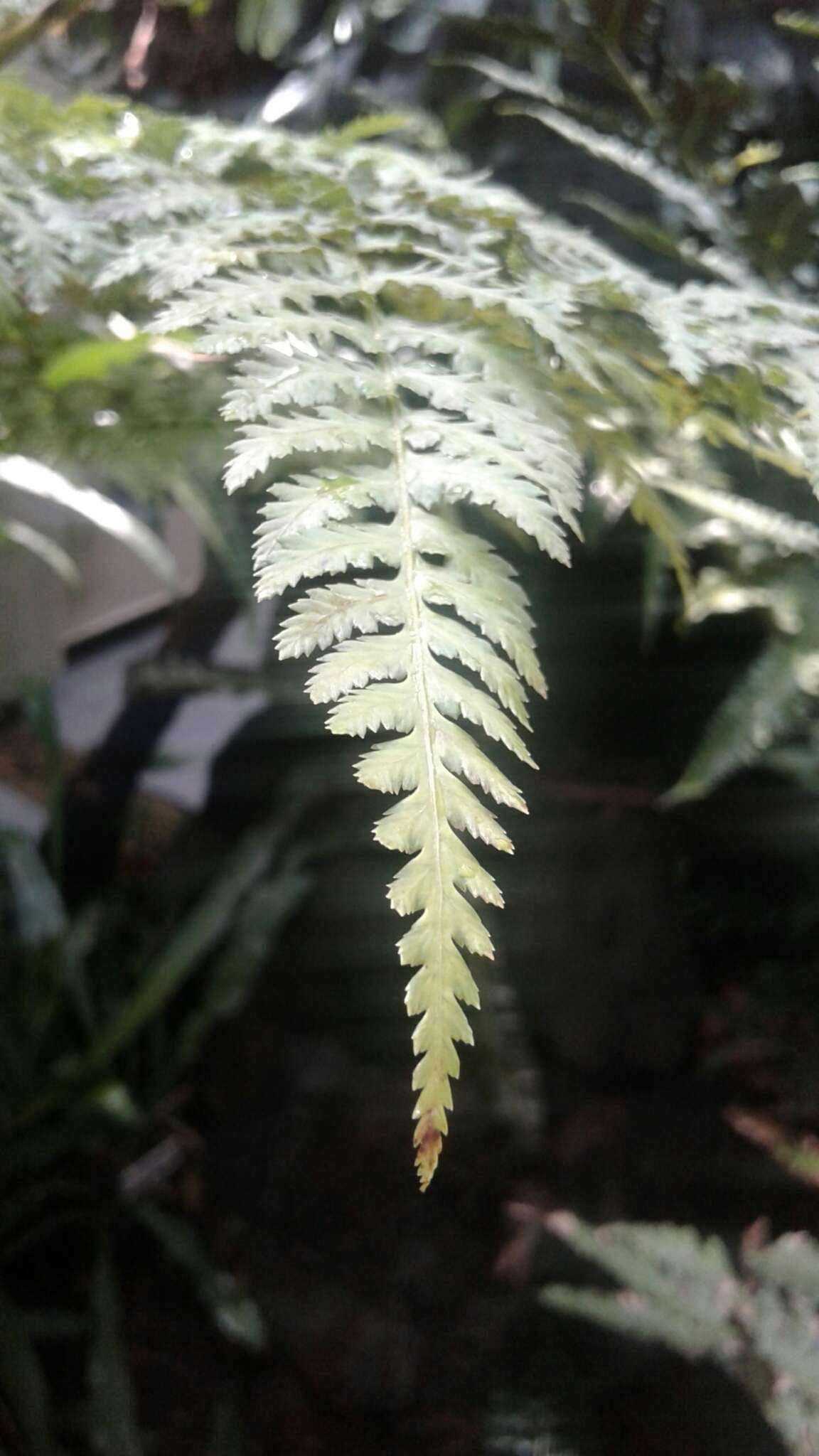 Image of tree fern