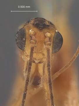 Image of Macrocentrus nigripectus Muesebeck 1932