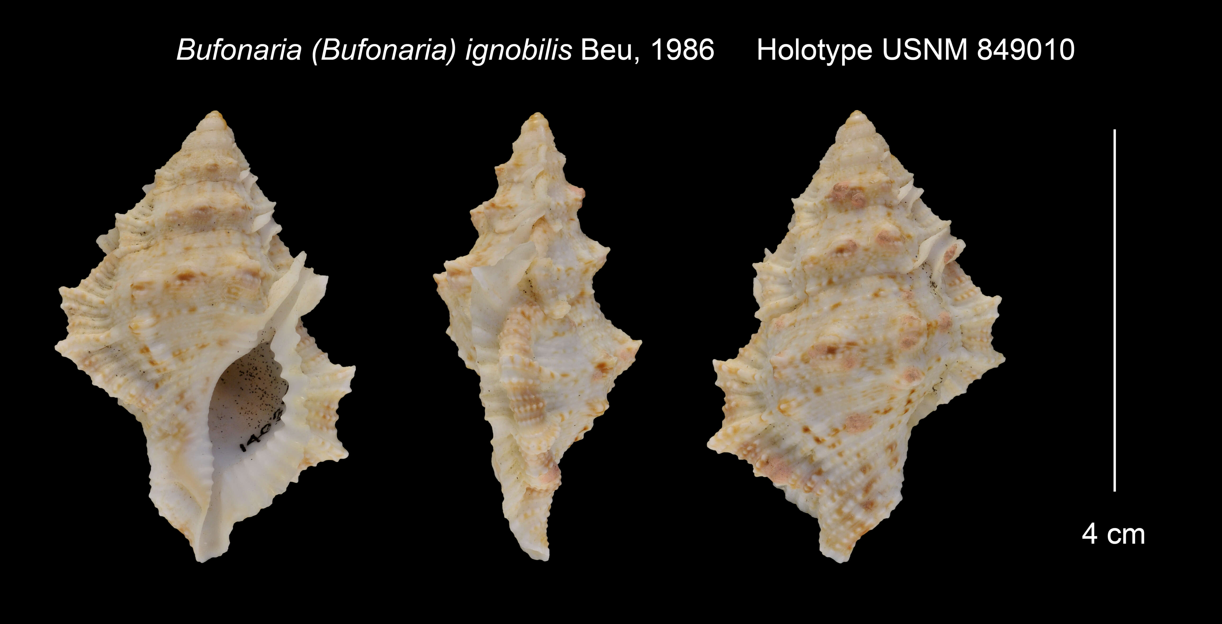 Image of Bursina ignobilis (Beu 1987)