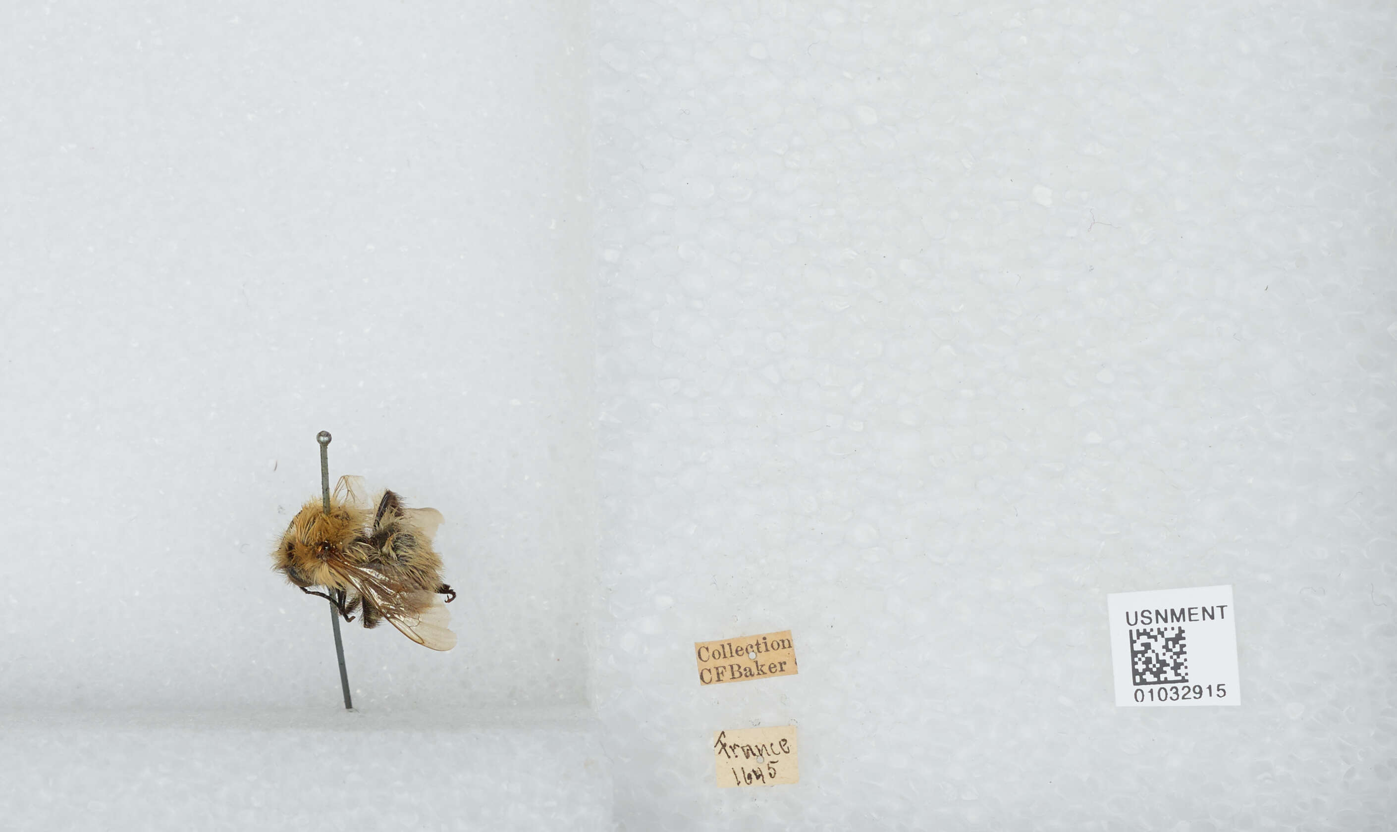 Image of Common carder bumblebee