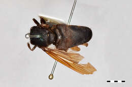 Image of Microdon flavipennis Curran 1925