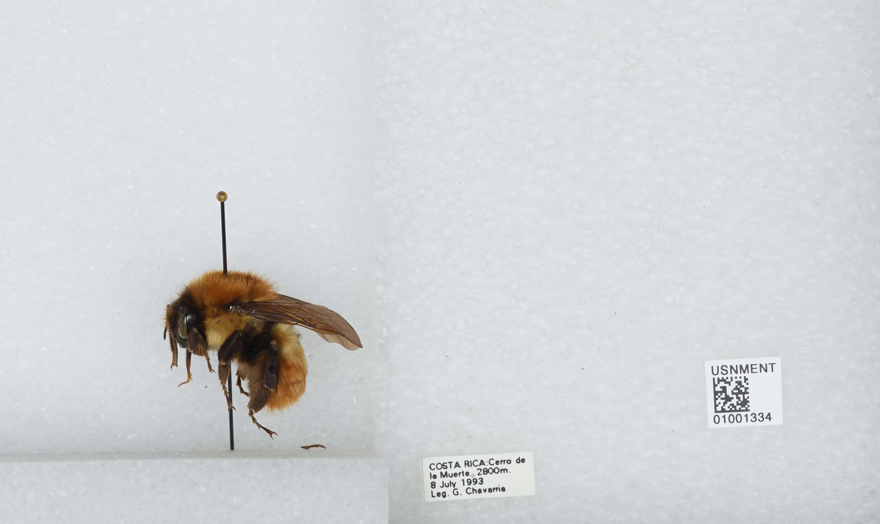 Image of Bombus ephippiatus Say 1837