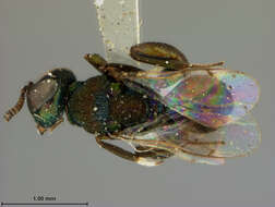 Image de Chalcedectus maculipennis (Ashmead 1896)