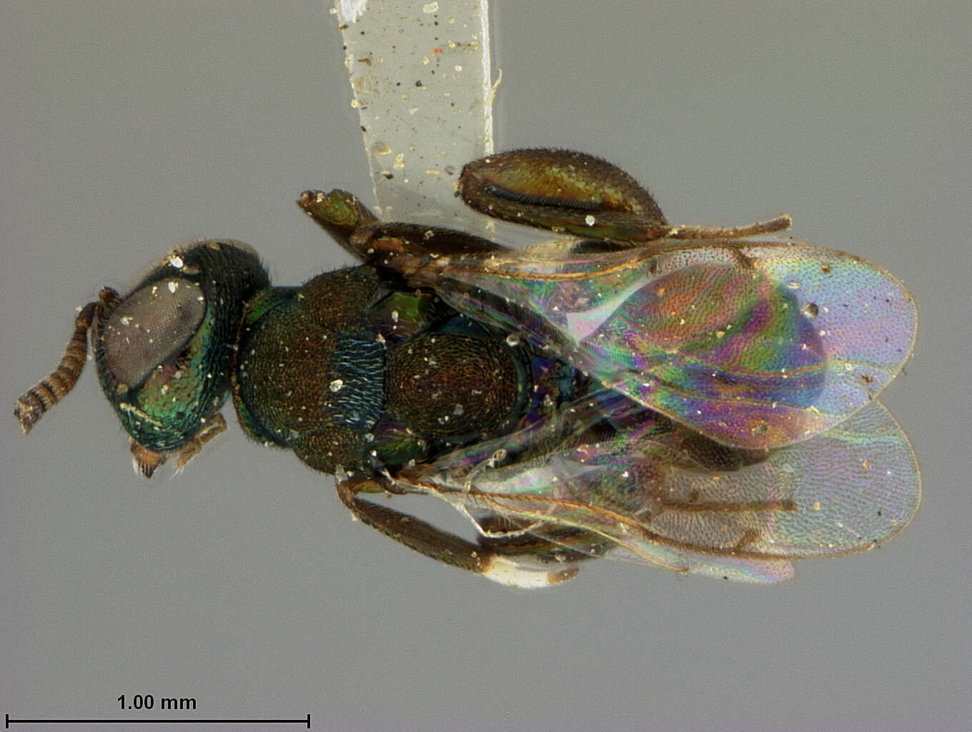 Image de Chalcedectus maculipennis (Ashmead 1896)