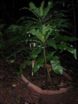 Image of sharktail cyanea