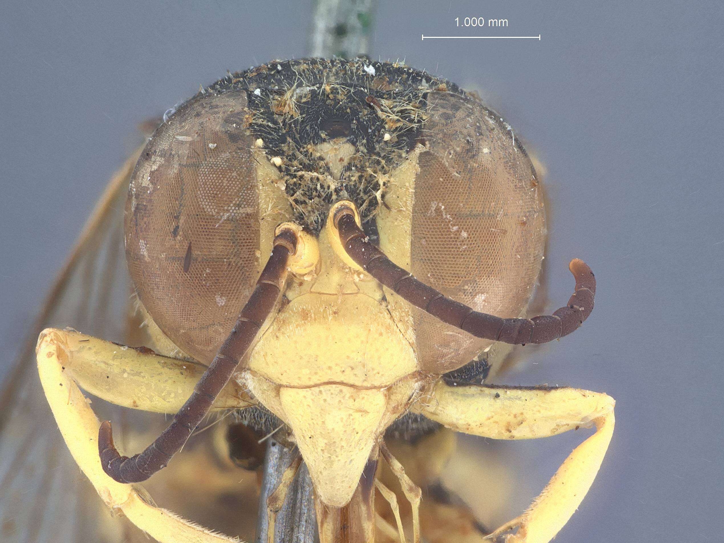 Image of Microstictia femorata (W. Fox 1895)