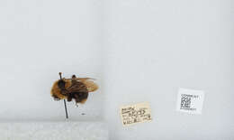 Image de Bombus insularis (Smith 1861)