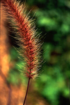 Image of Pennisetum Rich.