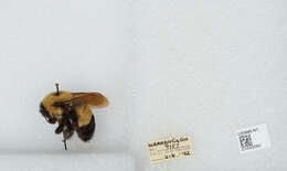 Слика од Bombus affinis Cresson 1864