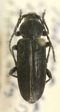 Image of Megacyllene horioni Tippmann 1960