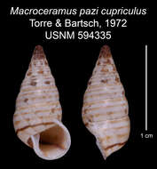 Imagem de <i>Macroceramus pazi</i>