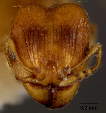 Image of Pheidole onifera Mann 1921