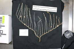 Plancia ëd Chondrocladia (Symmetrocladia) lyra Lee, Reiswig, Austin & Lundsten 2012