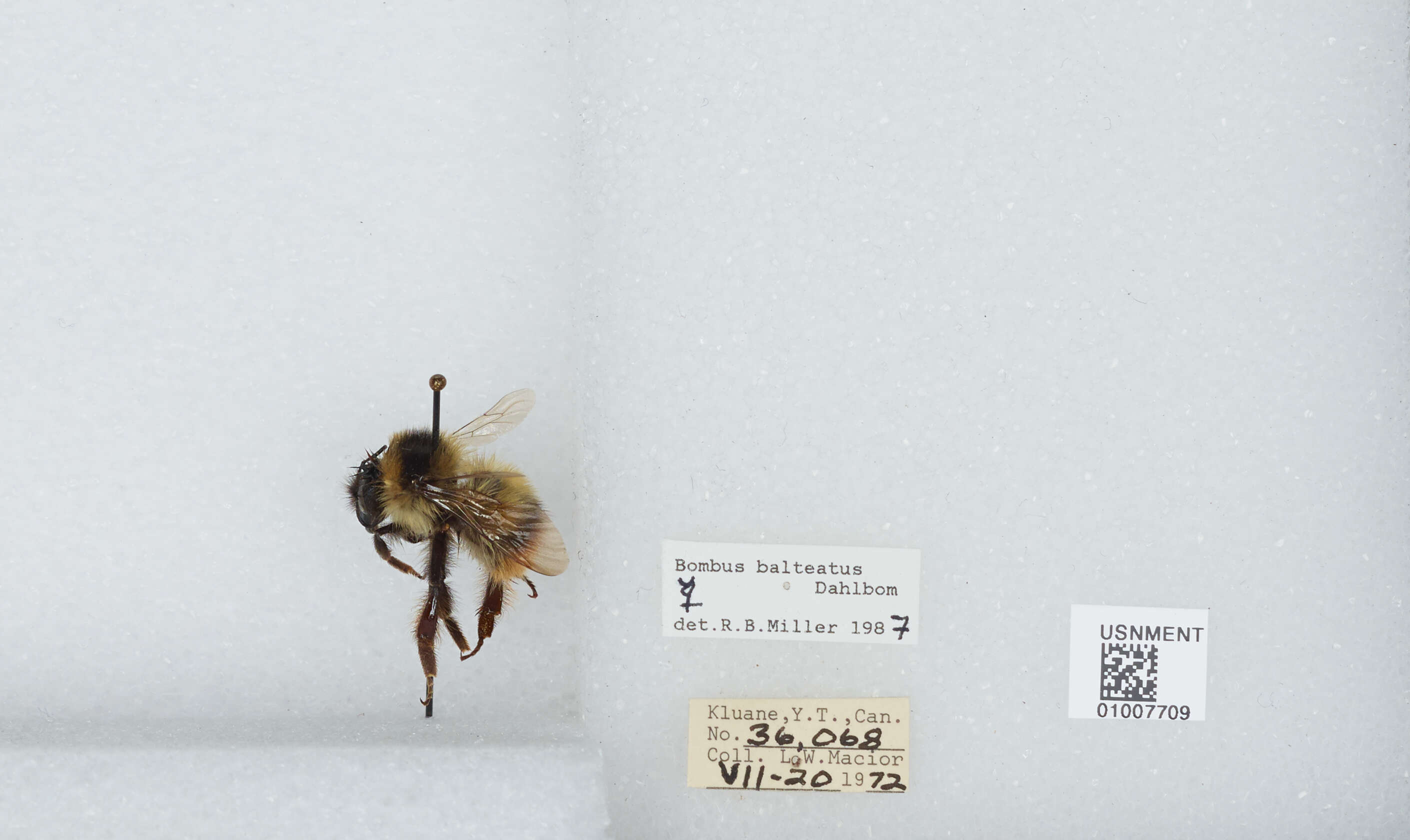 Image de Bombus balteatus Dahlbom 1832