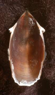 Image of Grimpoteuthis boylei Collins 2003