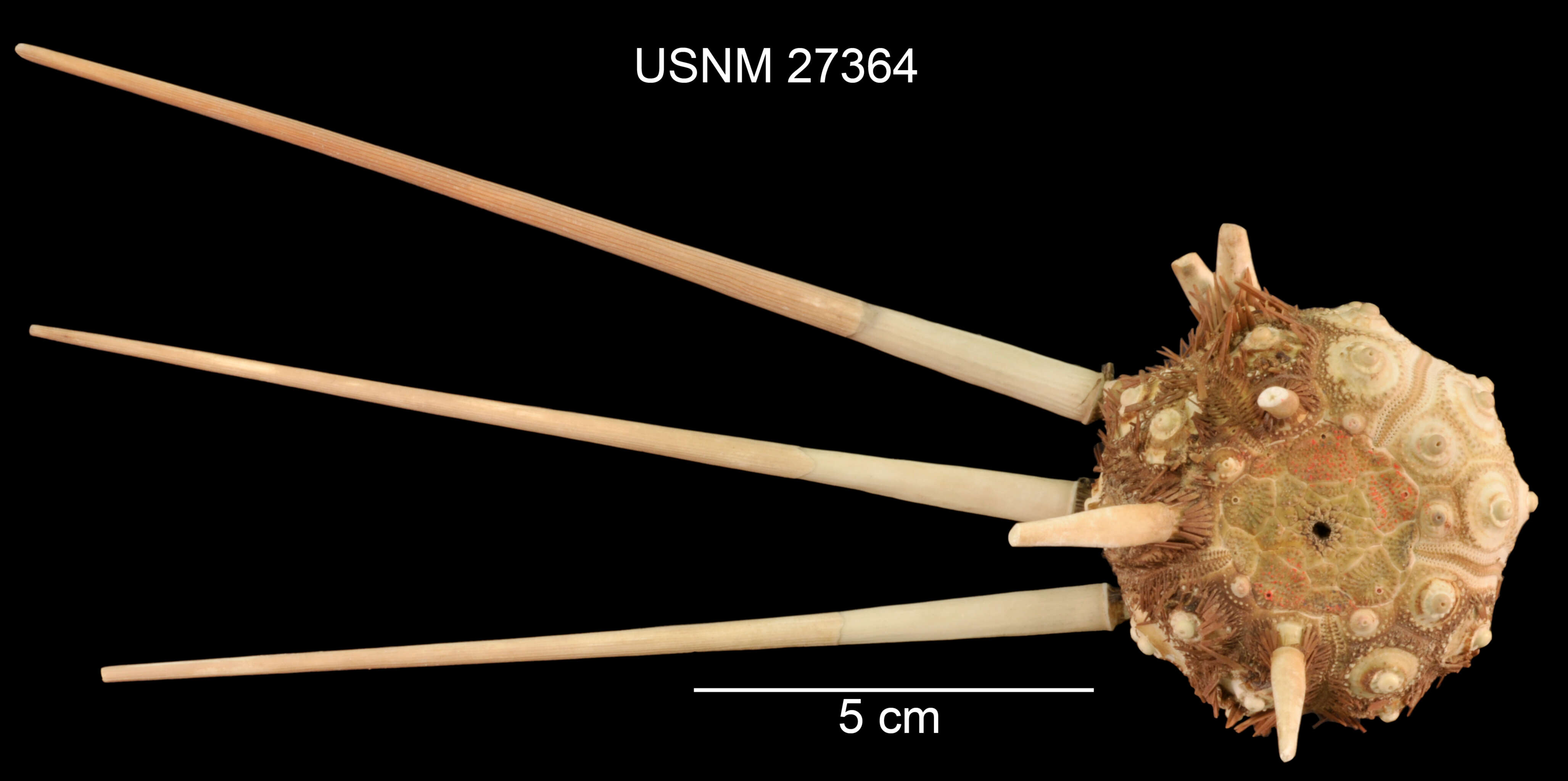 Image of Acanthocidaris hastigera A. Agassiz & H. L. Clark 1907