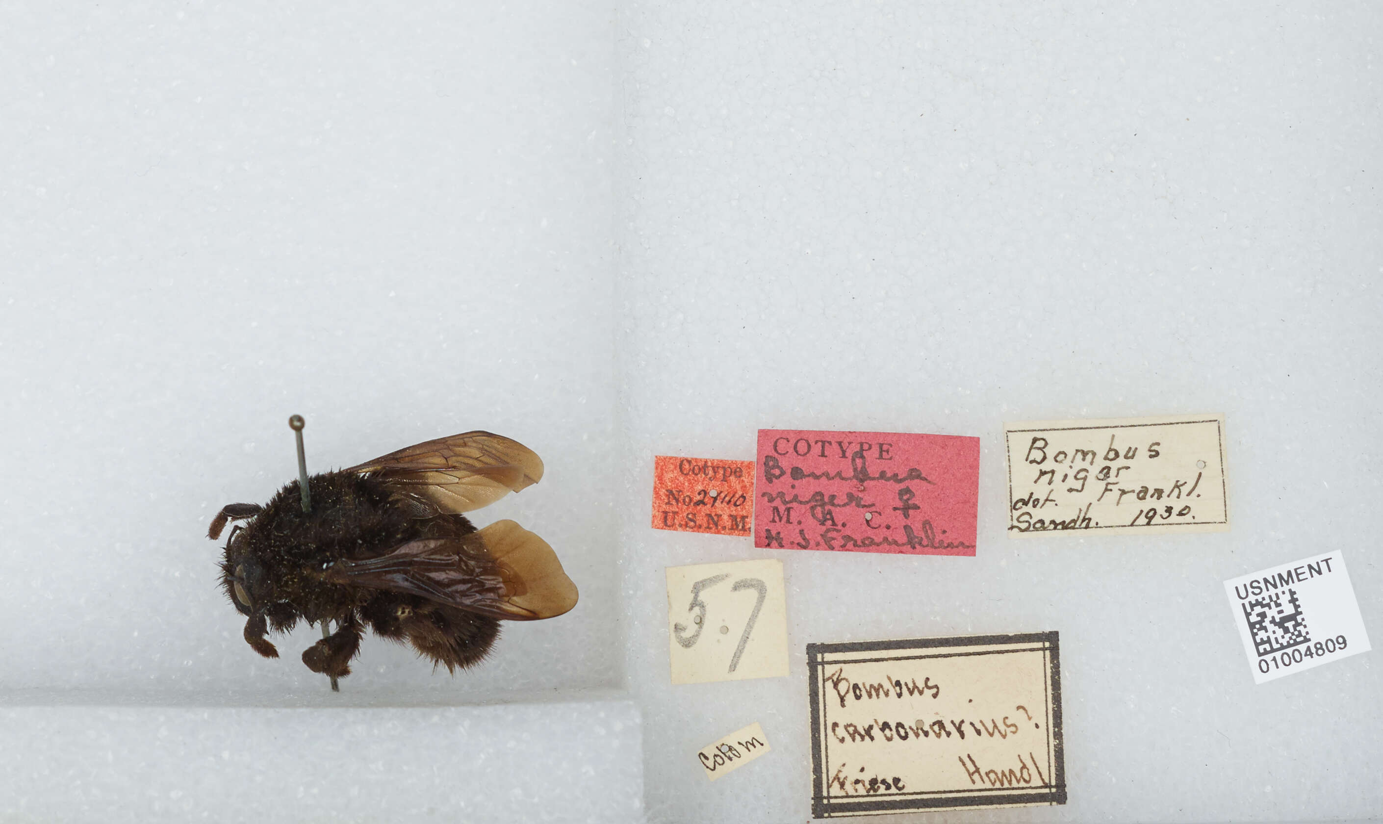 Image of Bombus pauloensis Friese 1912