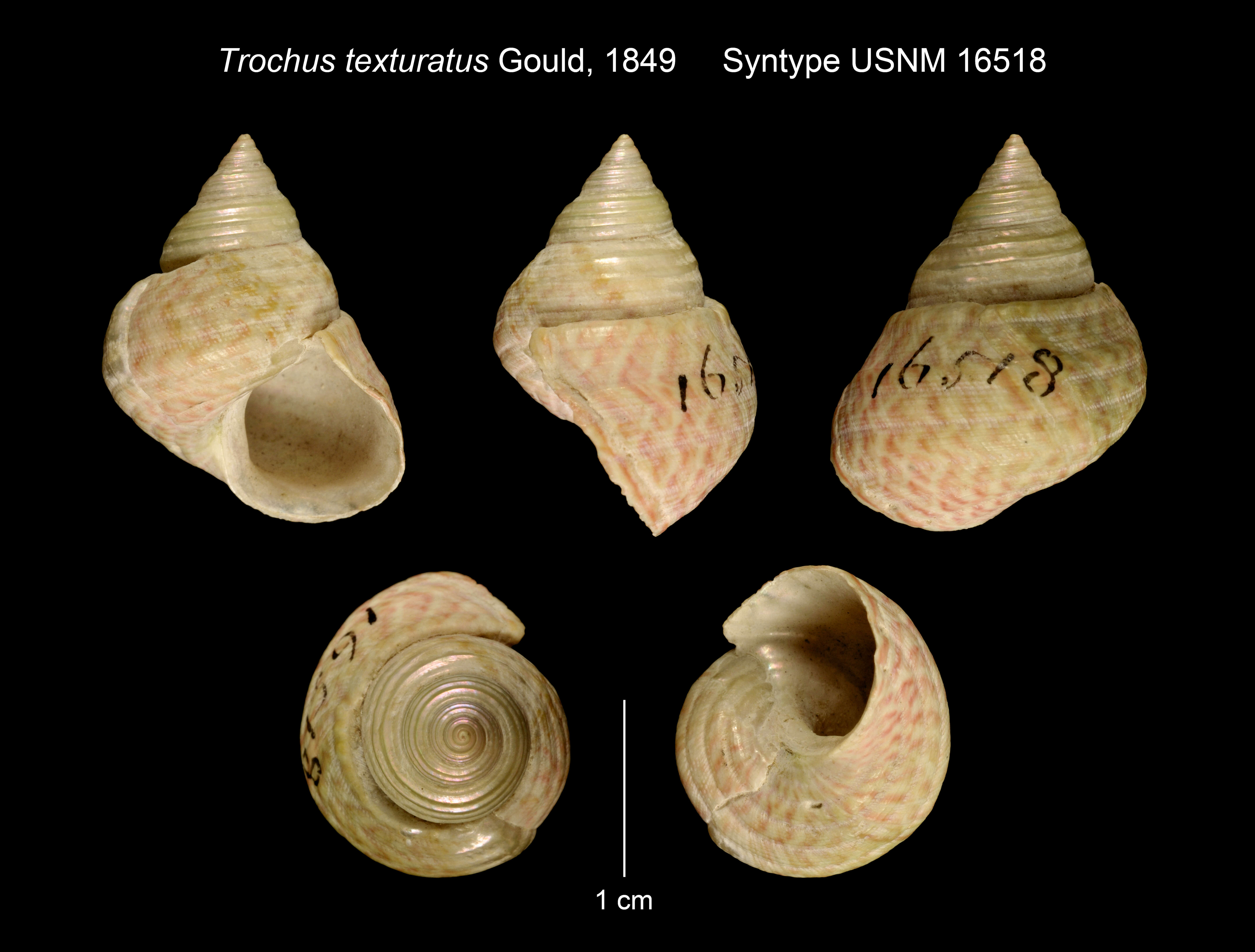 Image of Micrelenchus purpureus (Gmelin 1791)