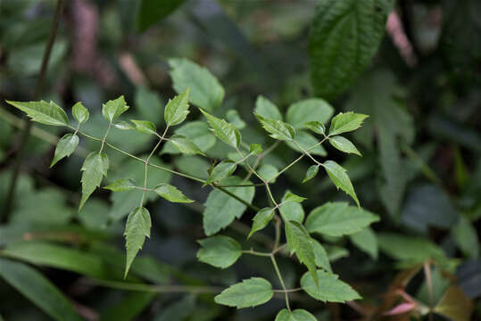 Image of Clematis L.