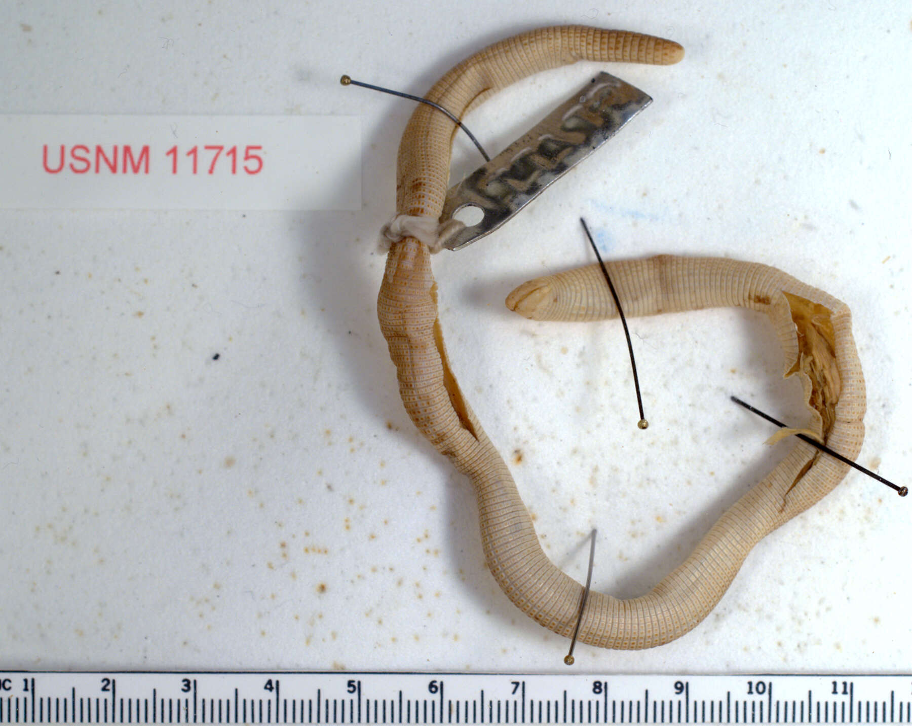 Image of Cope's Worm Lizard