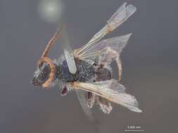 Image of Halictus