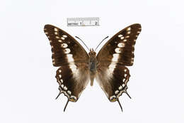 Charaxes achaemenes Felder & Felder 1866 resmi