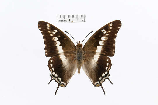 Imagem de Charaxes achaemenes Felder & Felder 1866