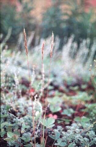 صورة Helictochloa hookeri (Scribn.) Romero Zarco