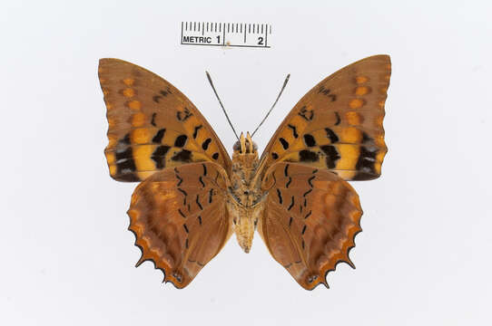 صورة Charaxes lucretius Cramer 1777