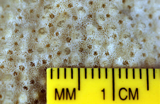 Image of Rice coral