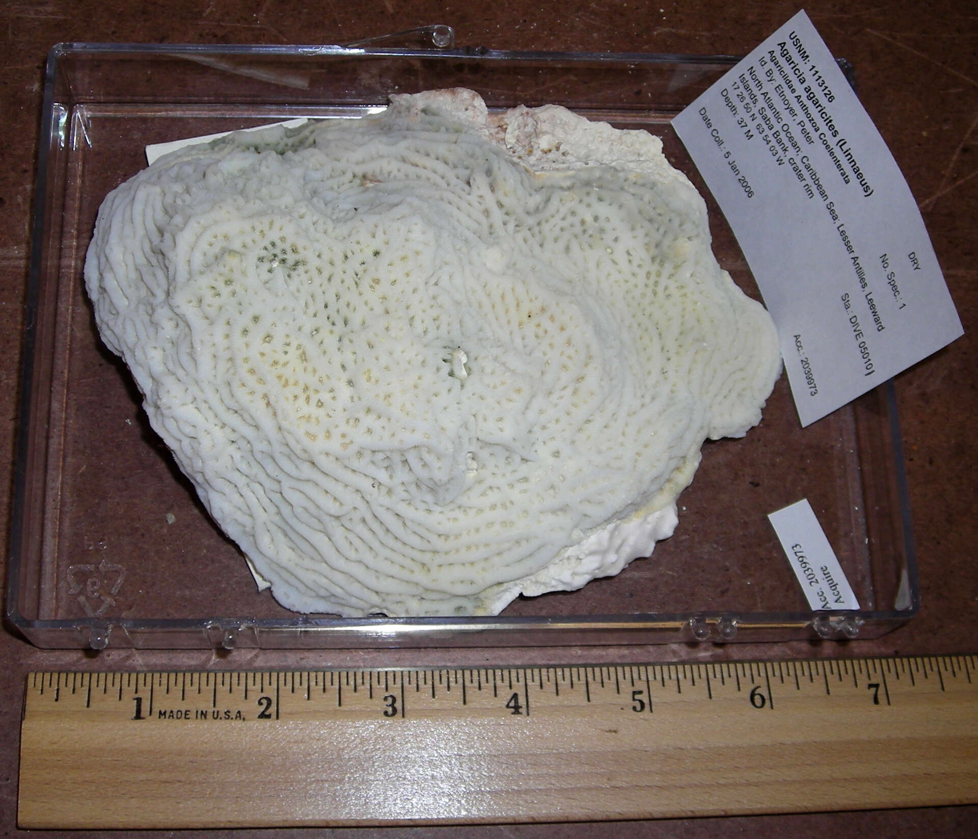 Image of Tube Coral