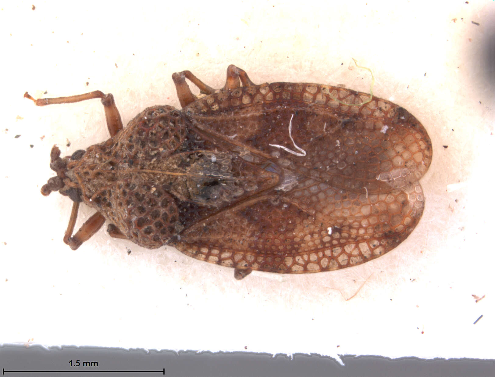 Image of Cysteochila dikoana Drake 1954