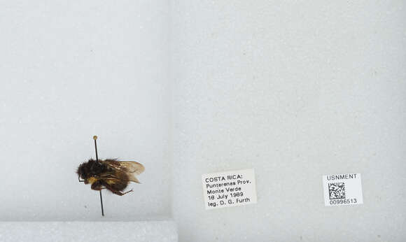 Image of Bombus ephippiatus Say 1837