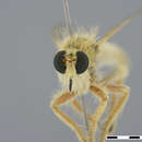 صورة <i>Daspletis setithoracicus</i>