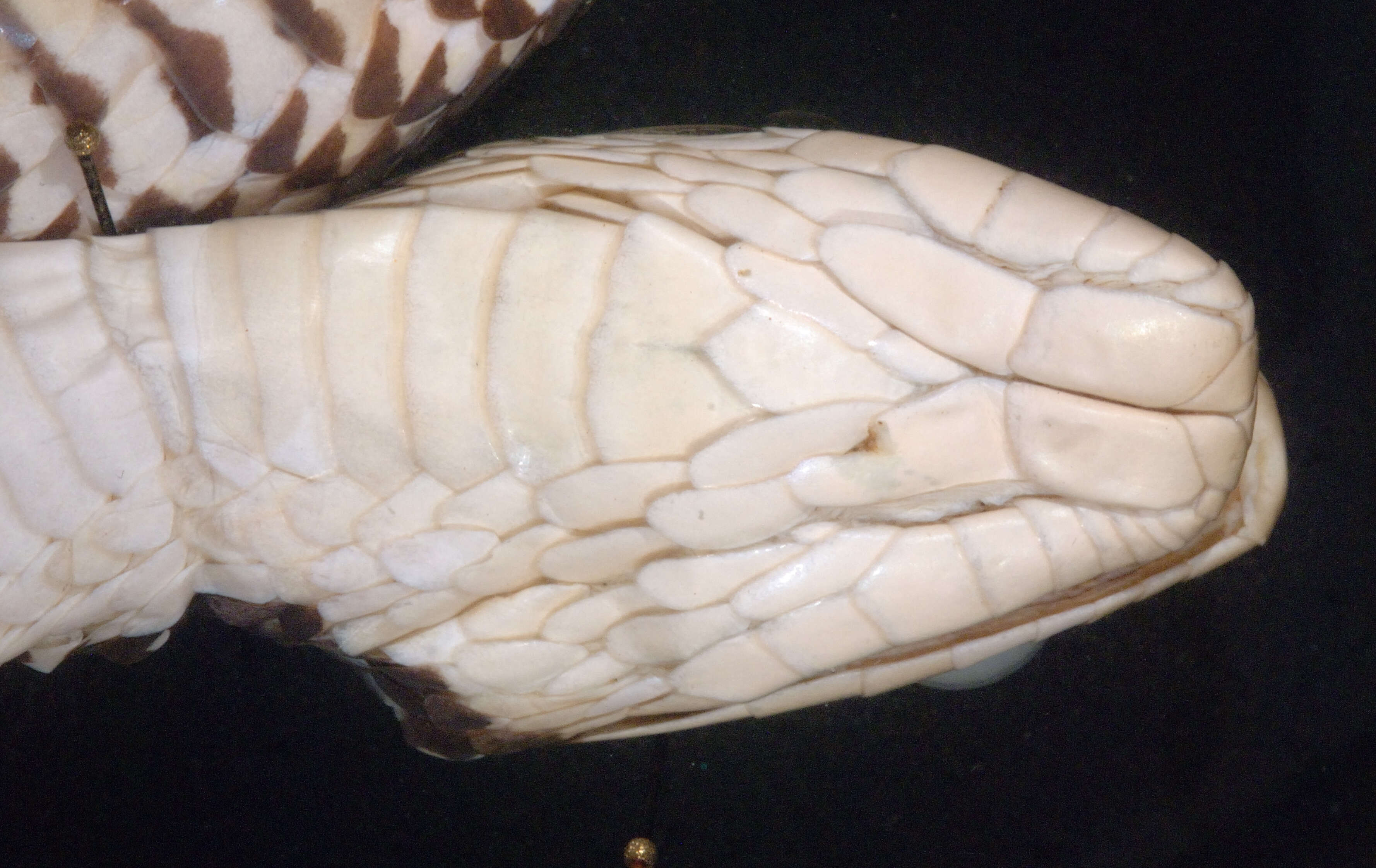Image of Phrynonax lyoni
