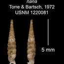 Image of Tetrentodon nanus C. de la Torre & Bartsch 1972